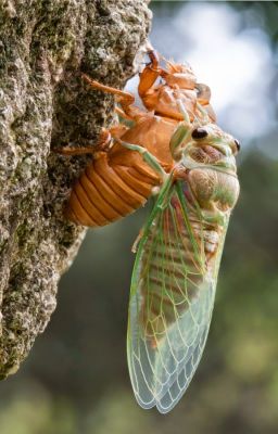 ¿Donde orinan las cigarras?