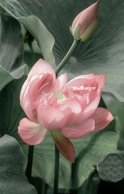 Đồng Chí