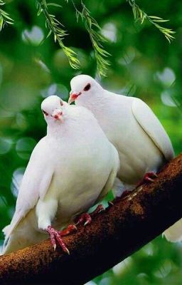 Dove Love