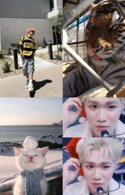 [DROP][AnhDuy] Hổ Nhỏ Và Mèo Con 