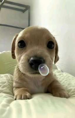 | DROP | [ GMMTV | Textfic ] Trọ hay chợ.