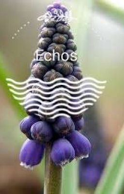 Echos