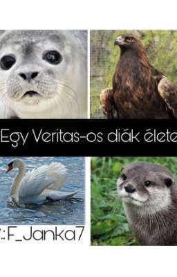 Egy Veritas-os diák élete