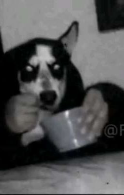 El Perro Comiendo Cereal Con Cuchara