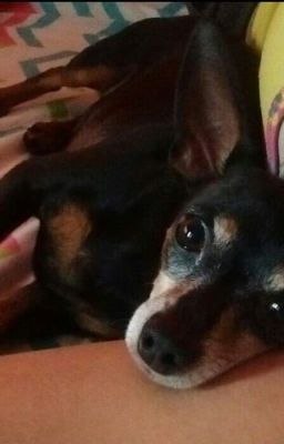 En Memoria a mi Perrito