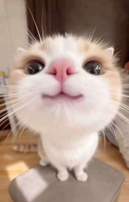 [Fakenut] Niên Thiếu