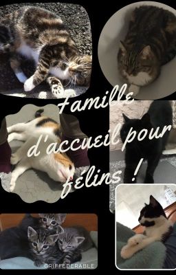 Famille d'accueil pour félins !