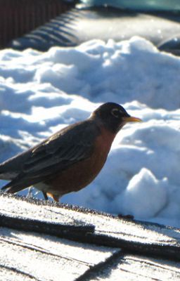 FAREWELL TO ROBINS