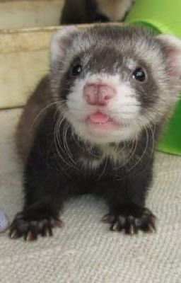 Ferret pictures to cure depression