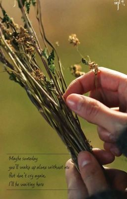 Field of Buckwheat