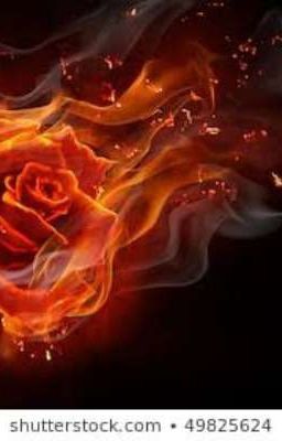 fire rose