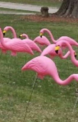 Flamingos-