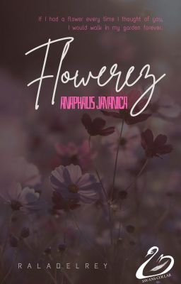 flowerez - anaphalis javanica || niall.