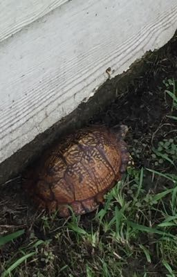 Found this box turtle 