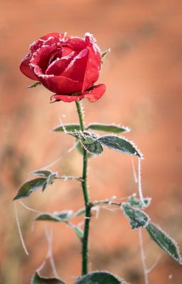 Frozen Flowers