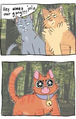 Funny warrior cats 