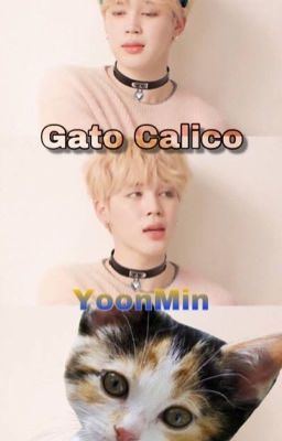 Gato Calico (YoonMin)