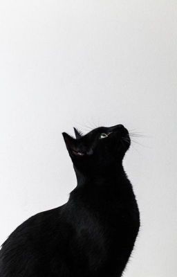 Gato Negro 