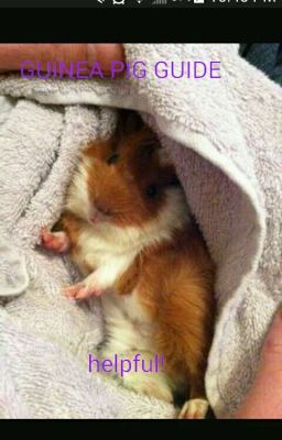 GUINEA PIG GUIDE FOR STARTERS