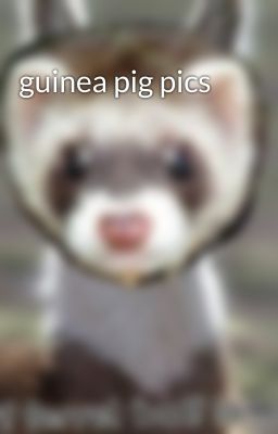 guinea pig pics