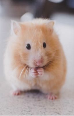 Hamster nhà em❤️