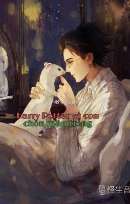 Harry Potter và con chồn màu trắng [ Draco x Harry]