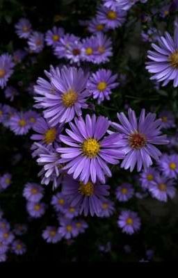 heungsaz | aster