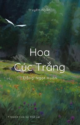 Hoa Cúc Trắng