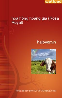 hoa hồng hoàng gia (Rosa Royal)