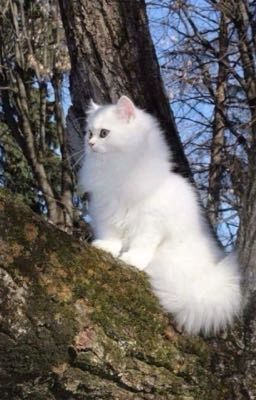 Học Làm Kẻ Ác Với Mèo Nhỏ 