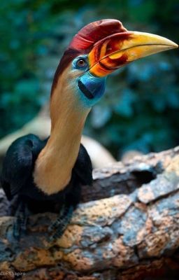 HORNBILL DREAM