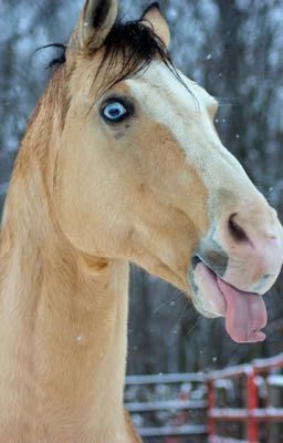 Horse herd role play 