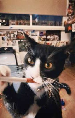 【 Húc Chiêu 】-  Hà Nội và em