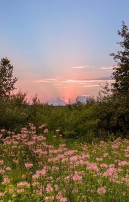 in the meadow at sundown // ongoing