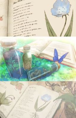 jsolnicky ; evening primrose