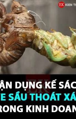 KẾ SÁCH VE SẦU THOÁT XÁC