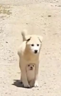 | Kehends | ABO | Cún của anh ơi