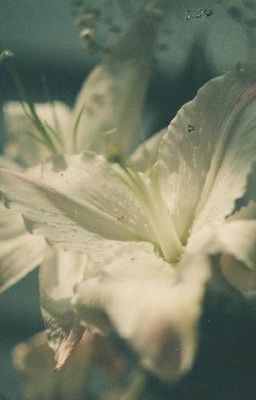 [keonhyeon] - trầu không 