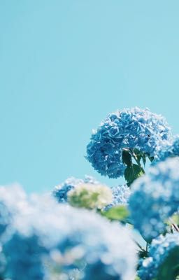 [Kiincuzz] hydrangea