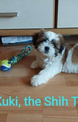 Kuki, the Shih Tzu 