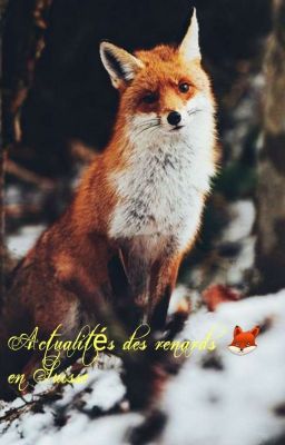 l actualités des renards en Suisse 