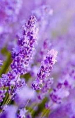 Lavender 