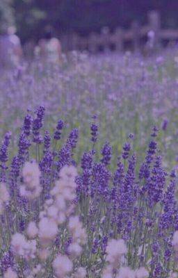 [Lavender]