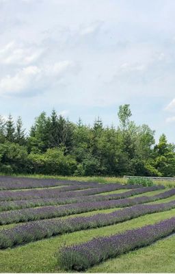 Lavender Fields (NaNoWriMo 2018)