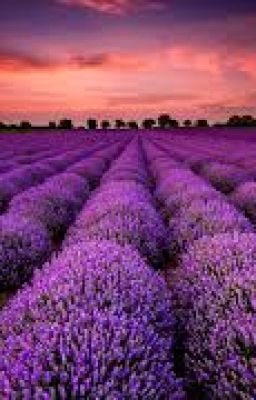 Lavender -Jamilton-