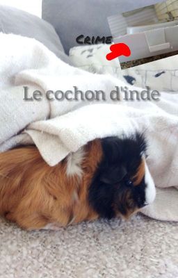 Le cochon d'inde 