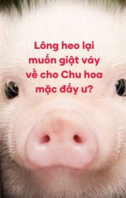 Lông 🐷 lại muốn giật váy về cho Chu hoa mặc đấy ư?