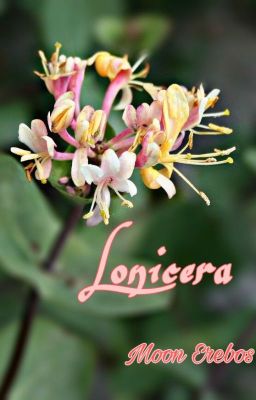 Lonicera