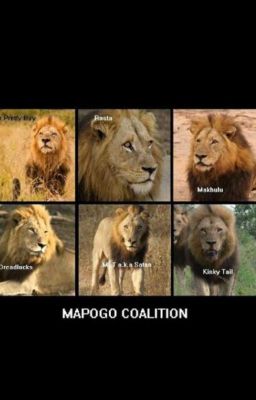 Los Leones Mapogo.