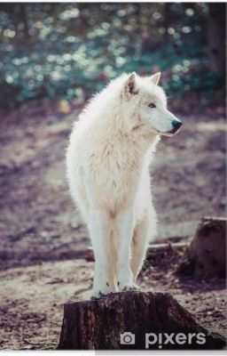 Loup Blanc 